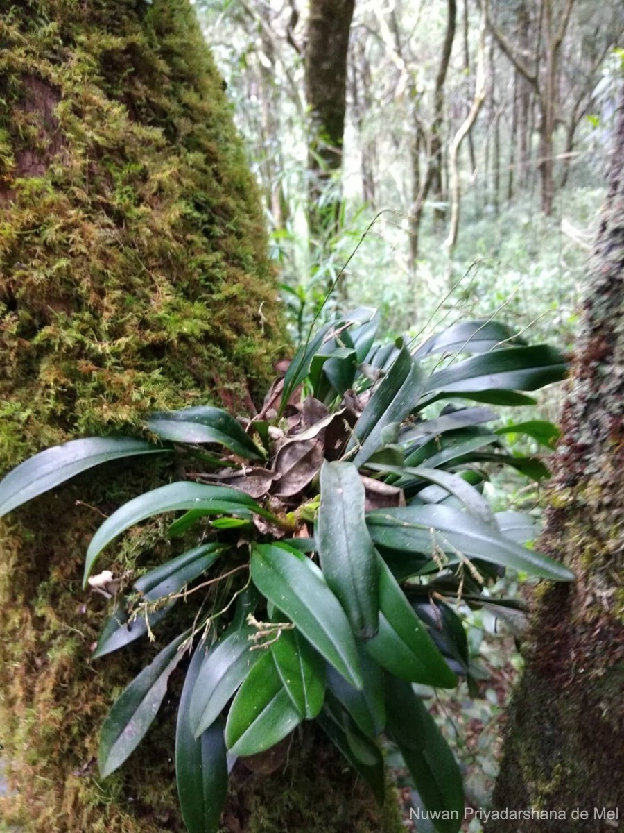 Sirhookera lanceolata (Wight) Kuntze